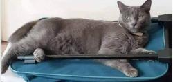 Lost Female Cat last seen  Carol'sPark.59th Street , Philadelphia, PA 19131