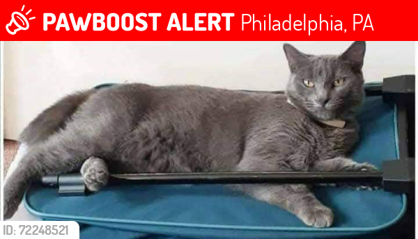 Lost Female Cat last seen  Carol'sPark.59th Street , Philadelphia, PA 19131