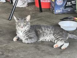 Lost Male Cat last seen 3rd Dr SE and Bank Lane SE, New Philadelphia, OH 44663