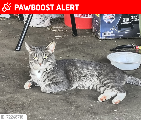 Lost Male Cat last seen 3rd Dr SE and Bank Lane SE, New Philadelphia, OH 44663