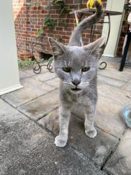 Reunited Male Cat last seen Westwood and Noble, Richmond, VA 23222
