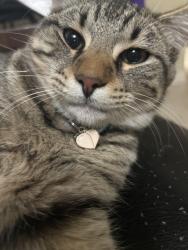 Lost Male Cat last seen Pebble Garden ln , Lakes Of Bridgewater, TX 77449