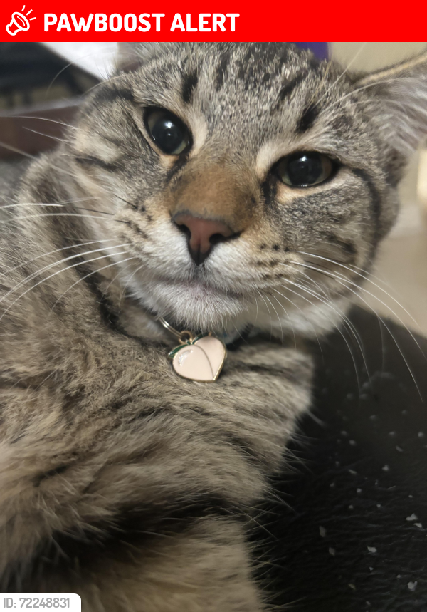 Lost Male Cat last seen Pebble Garden ln , Lakes Of Bridgewater, TX 77449