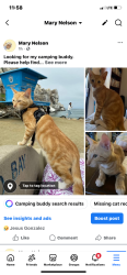 Lost Male Cat last seen Tulare/Willow, Fresno, CA 93727
