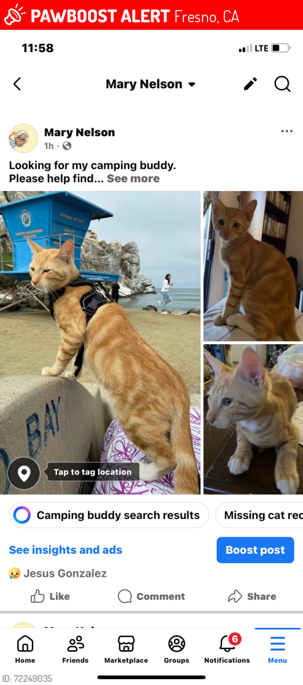Lost Male Cat last seen Tulare/Willow, Fresno, CA 93727