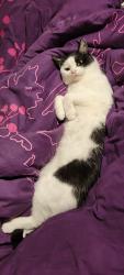 Lost Male Cat last seen apmt, Rocklin, CA 95765