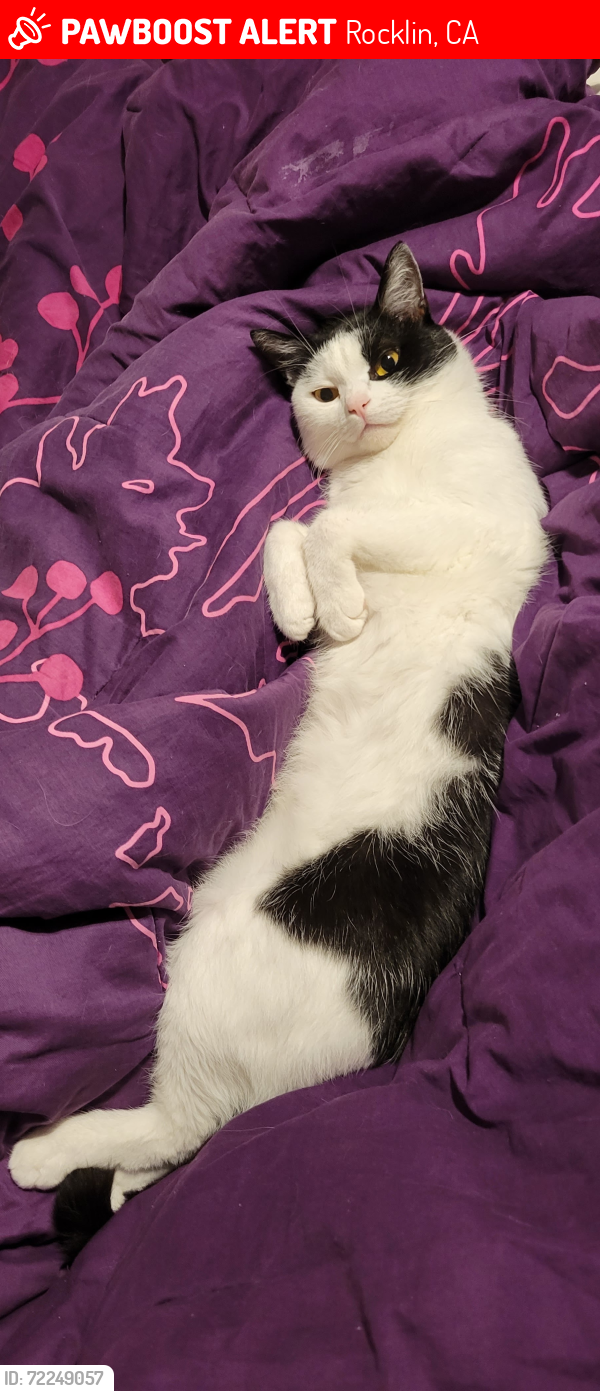 Lost Male Cat last seen apmt, Rocklin, CA 95765
