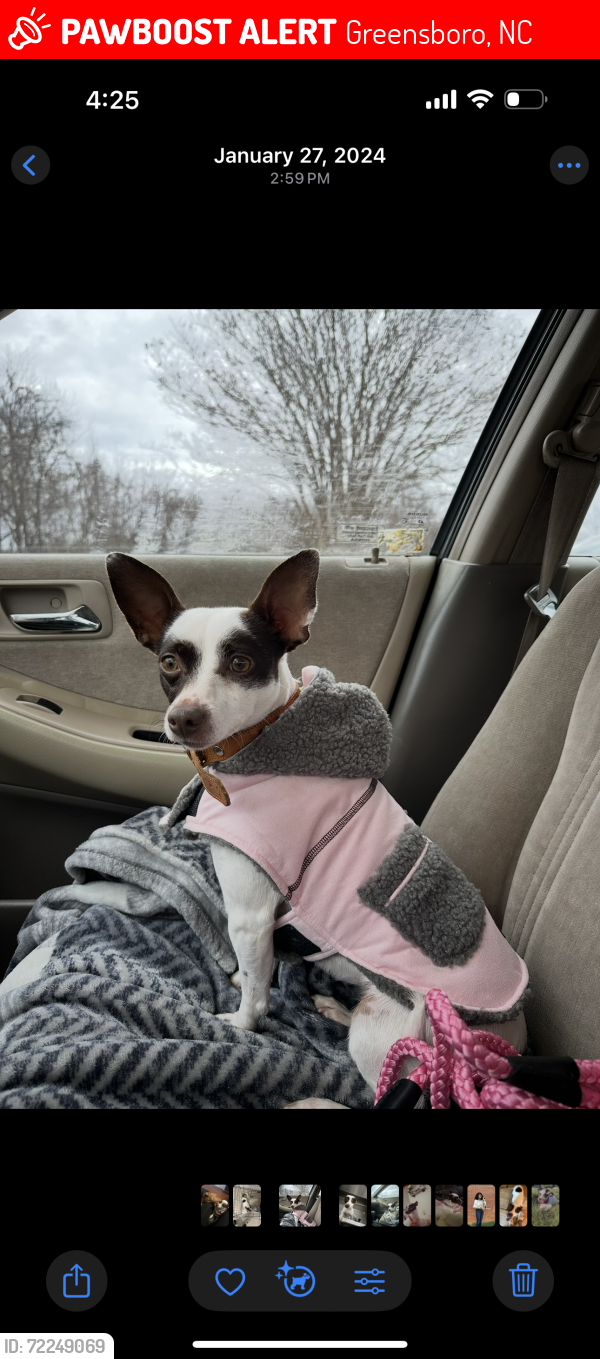 Lost Female Dog last seen East wendover av, Greensboro, NC 27405