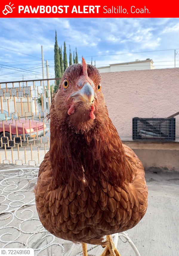 Lost Male Other last seen Leopoldo villareal , Saltillo, Coah. 25260
