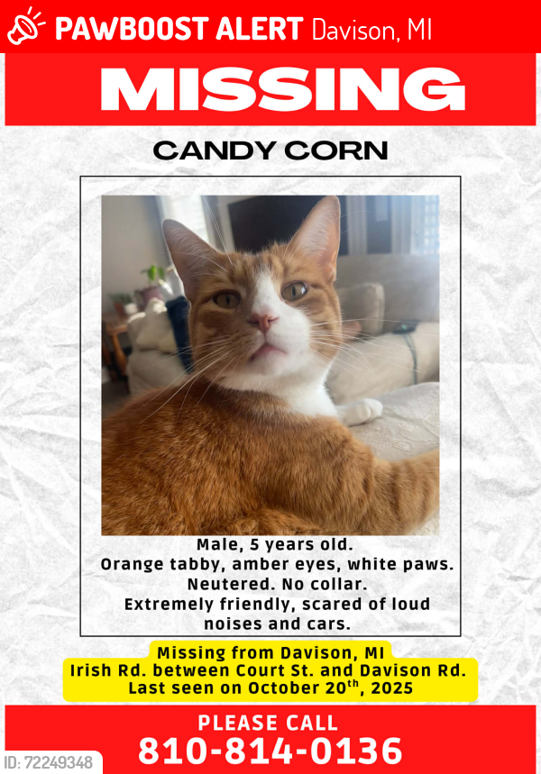 Lost Male Cat last seen Irish Rd. between Davison Rd. aand Court St., Davison, MI 48423