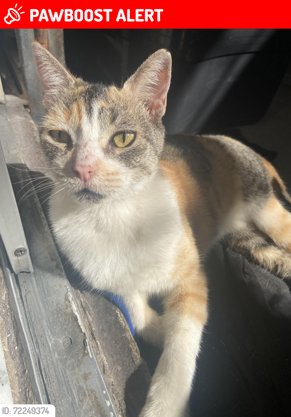Lost Female Cat last seen Circuito Villa Terrazas, Villa Ledozon, Culiacán Rosales, Sin. 80050