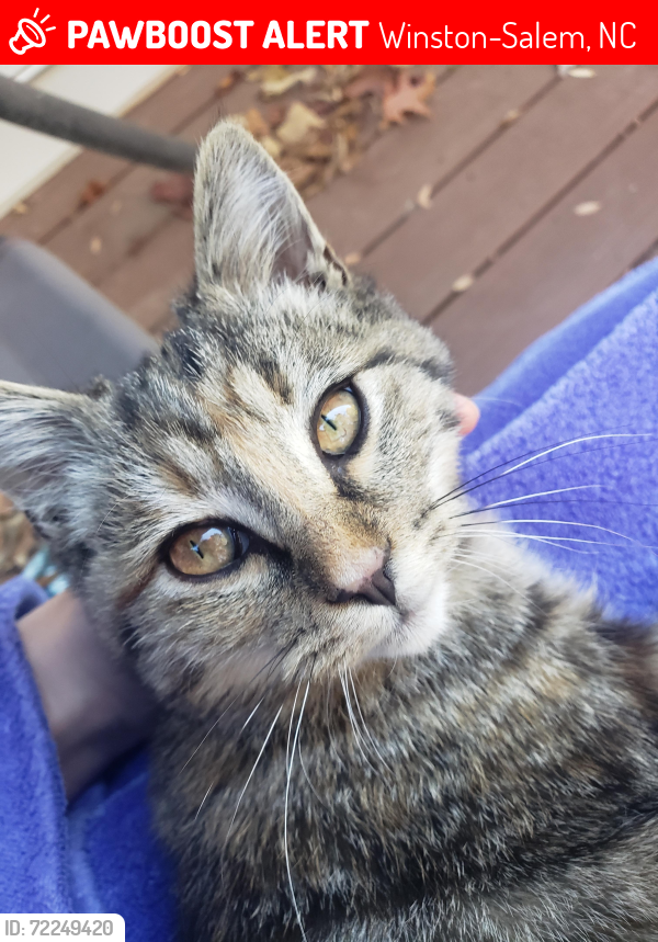 Lost Female Cat last seen Shelter Cove (Robinhood/Polo), Winston-Salem, NC 27106