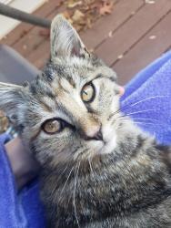 Lost Female Cat last seen Shelter Cove (Robinhood/Polo), Winston-Salem, NC 27106