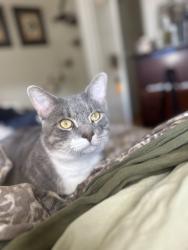 Lost Male Cat last seen Argonne and east broadway , Long Beach, CA 90803