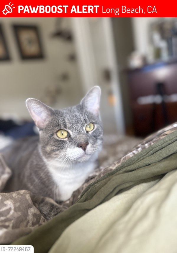 Lost Male Cat last seen Argonne and east broadway , Long Beach, CA 90803