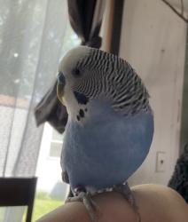 Lost Male Bird last seen Buck hill , Burnsville, MN 55306