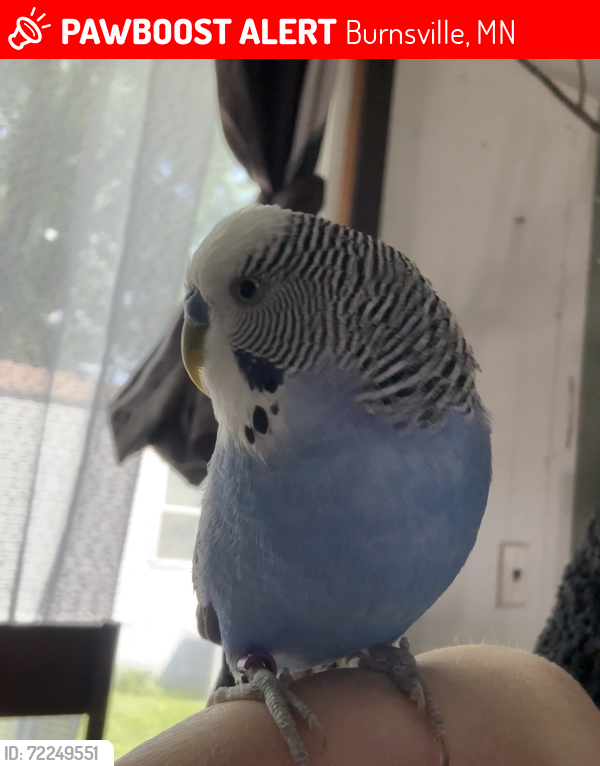Lost Male Bird last seen Buck hill , Burnsville, MN 55306