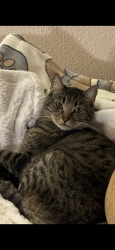 Lost Female Cat last seen McKinley fire station, Corona, CA 92879