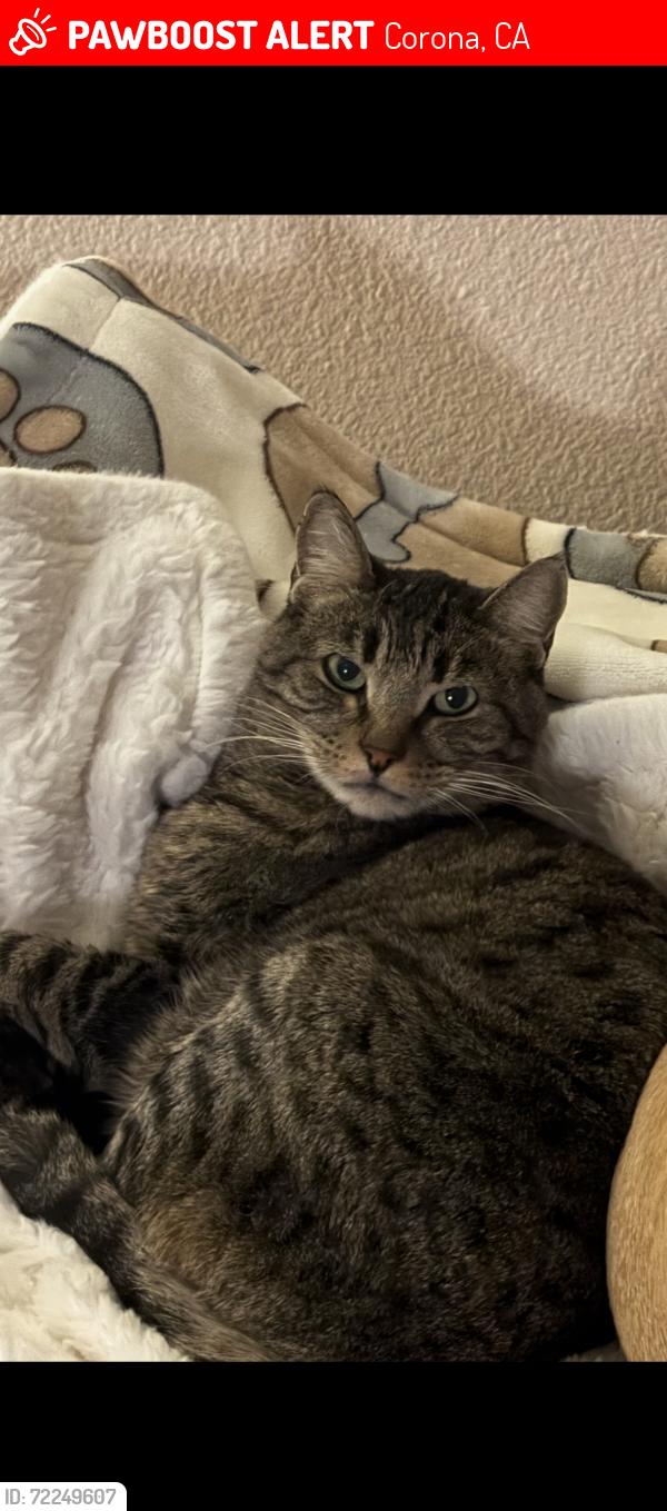 Lost Female Cat last seen McKinley fire station, Corona, CA 92879