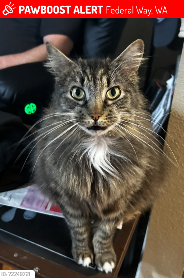 Lost Female Cat last seen Milatary, Federal Way, WA 98003