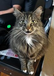 Lost Female Cat last seen Milatary, Federal Way, WA 98003
