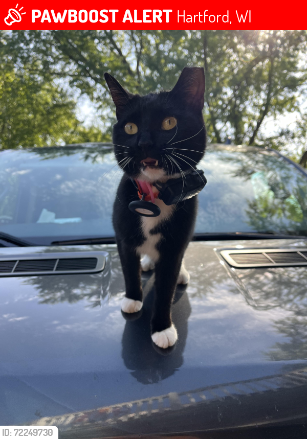 Lost Female Cat last seen Crooked Rd/ Highway 175, Hartford, WI 53027