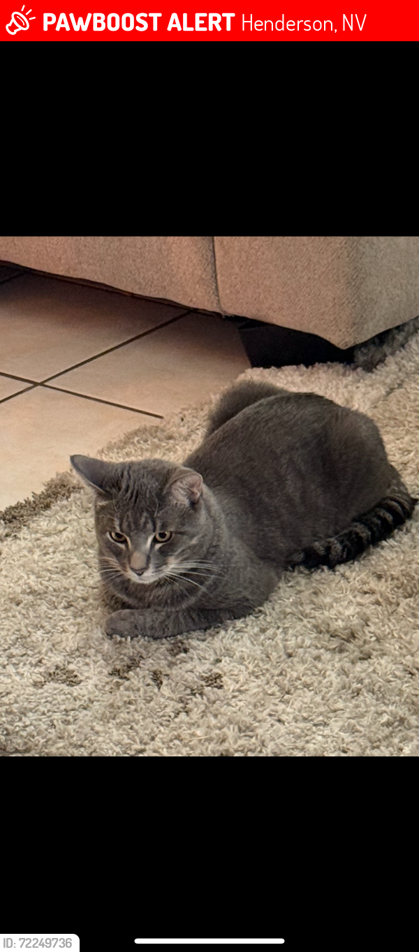 Lost Male Cat last seen Windmill and pecos, Henderson, NV 89074