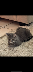 Lost Male Cat last seen Windmill and pecos, Henderson, NV 89074
