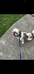 Lost Male Dog last seen Near rampant  and Bellaire , Houston, TX 77081