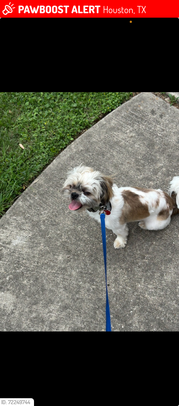 Lost Male Dog last seen Near rampant  and Bellaire , Houston, TX 77081
