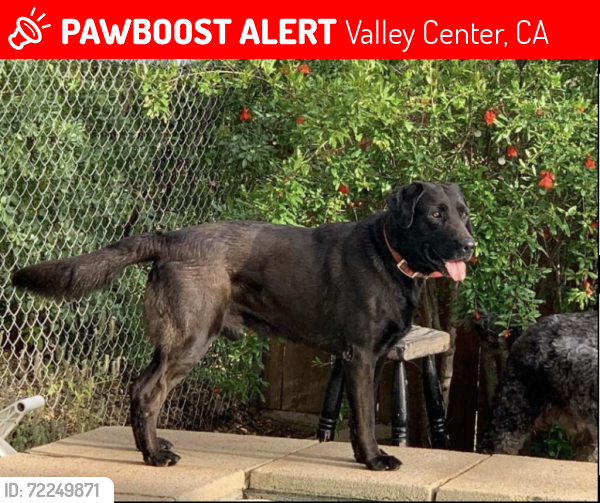 Lost Male Dog last seen Woods Valley Kampground , Valley Center, CA 92082