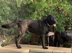 Lost Male Dog last seen Woods Valley Kampground , Valley Center, CA 92082