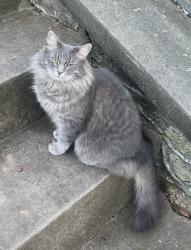 Lost Female Cat last seen Cascade, Atlanta, GA 30311
