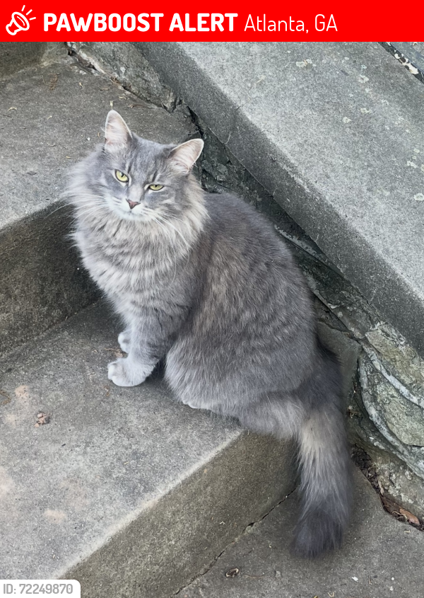 Lost Female Cat last seen Cascade, Atlanta, GA 30311