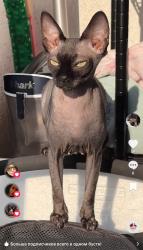 Lost Female Cat last seen Near Goodland Ave North Hollywood, Los Angeles, CA 91605