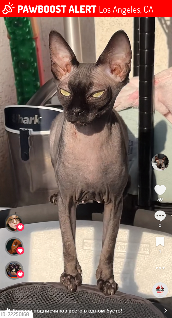 Lost Female Cat last seen Near Goodland Ave North Hollywood, Los Angeles, CA 91605