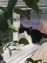 Lost Female Cat last seen Clark and torbram , Brampton, ON L6R 2K7