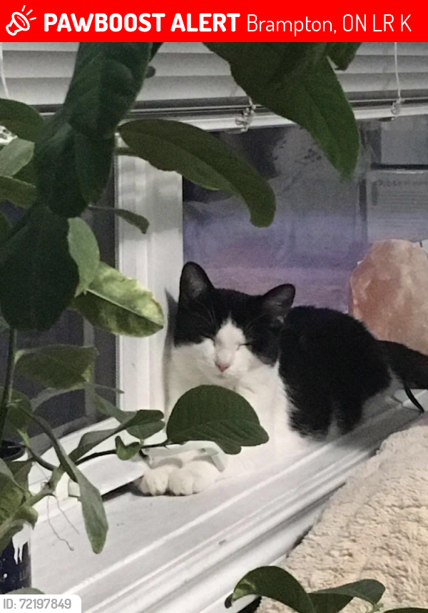 Lost Female Cat last seen Clark and torbram , Brampton, ON L6R 2K7