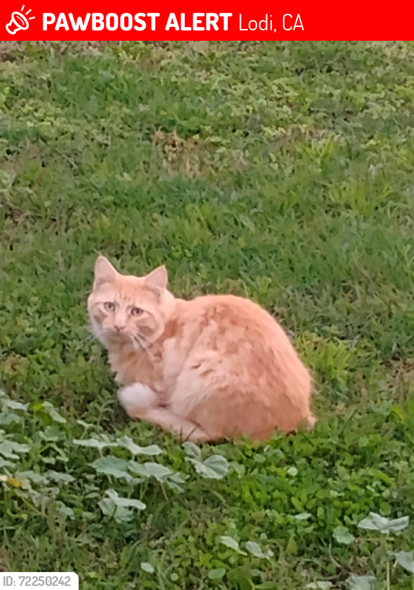 Lost Male Cat last seen Stockton st, cherrywood, black bird, Lodi, CA 95240