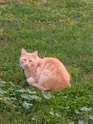 Lost Male Cat last seen Stockton st, cherrywood, black bird, Lodi, CA 95240