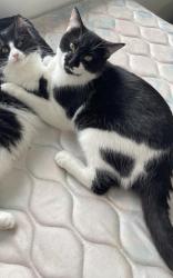 Lost Male Cat last seen Laddie Lake Park, Anoka County, MN 55432