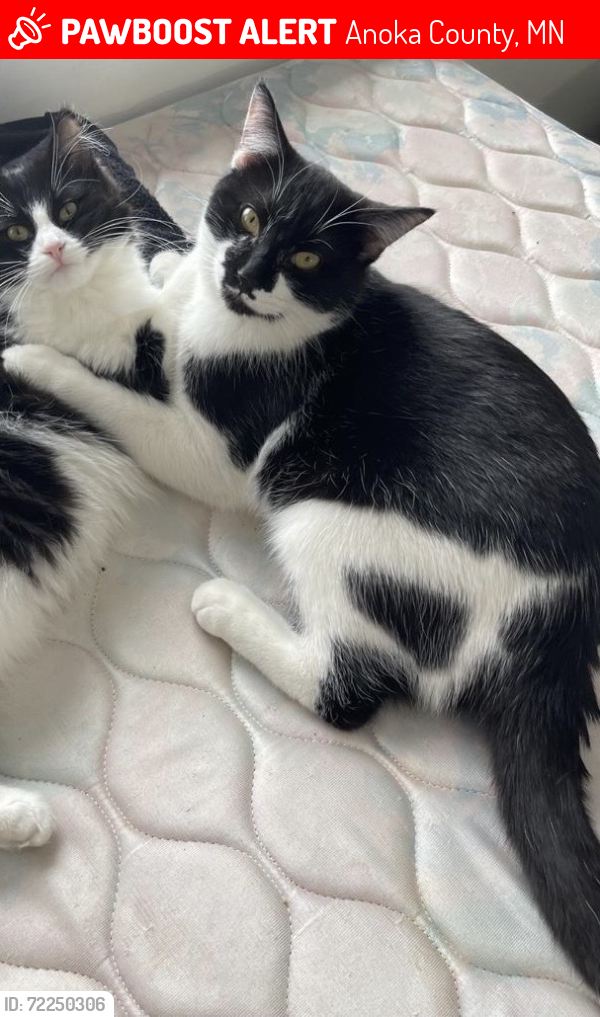 Lost Male Cat last seen Laddie Lake Park, Anoka County, MN 55432