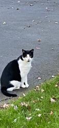 Lost Male Cat last seen Hillside and Roosevelt, Florham Park, NJ, Florham Park, NJ 07932
