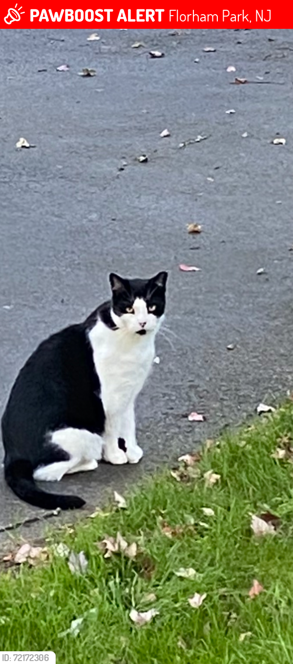 Lost Male Cat last seen Hillside and Roosevelt, Florham Park, NJ, Florham Park, NJ 07932