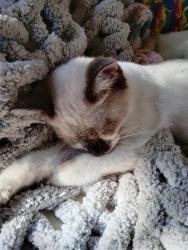 Lost Female Cat last seen Oasis Rd, Redding, CA 96003