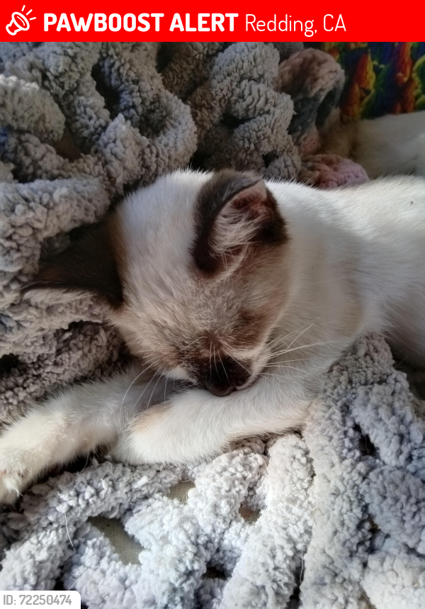 Lost Female Cat last seen Oasis Rd, Redding, CA 96003