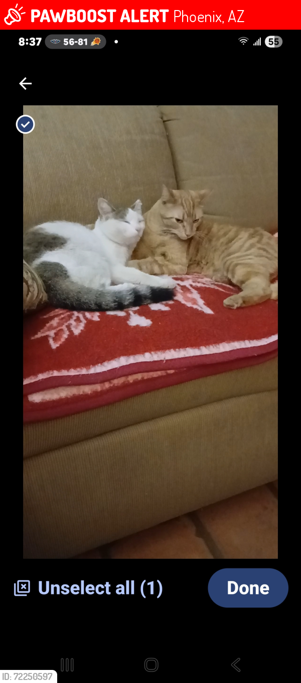 Lost Female Cat last seen 43rd Avenue and Cholla (between Cactus and Peoria), Phoenix, AZ 85029