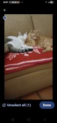 Lost Female Cat last seen 43rd Avenue and Cholla (between Cactus and Peoria), Phoenix, AZ 85029