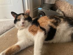 Lost Female Cat last seen Near East End Park , Langtoft, England PE6