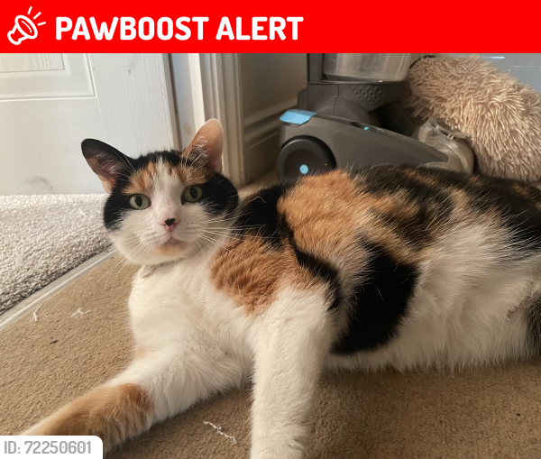 Lost Female Cat last seen Near East End Park , Langtoft, England PE6